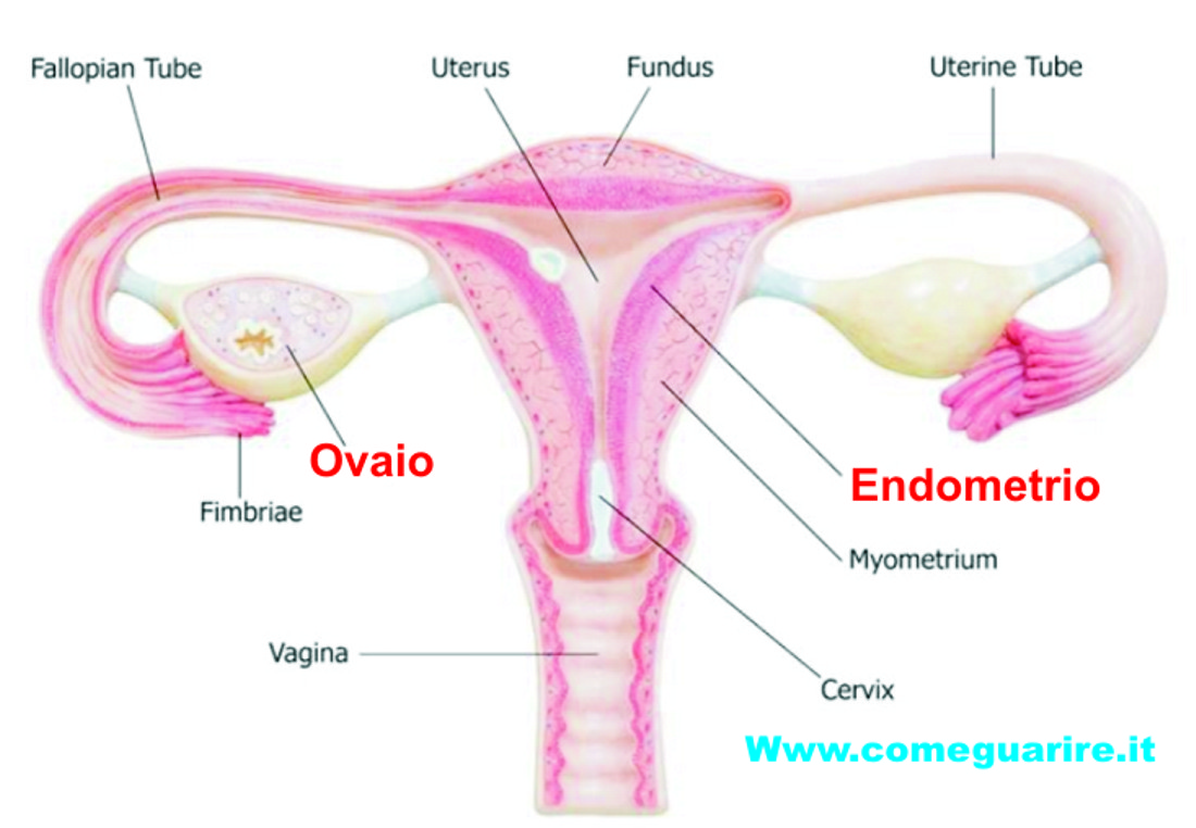 ovaie e sintomi della menopausa naturopatia napoli